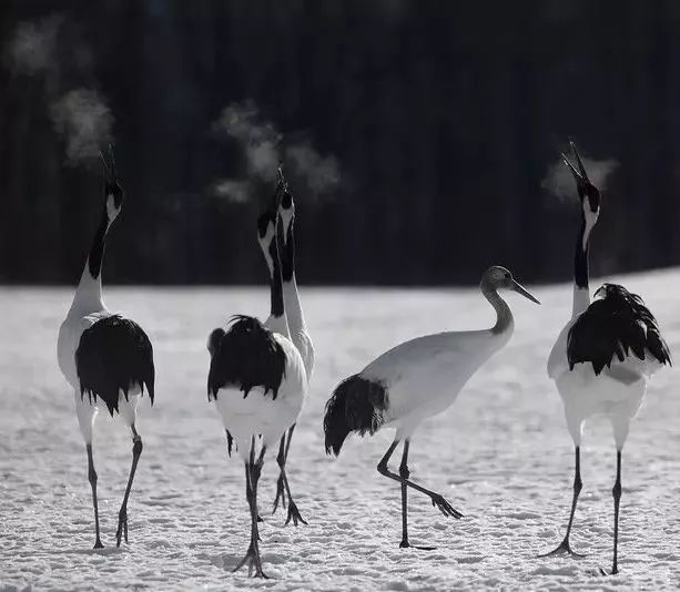 丹顶鹤的忠贞,丹顶鹤浪漫忠贞