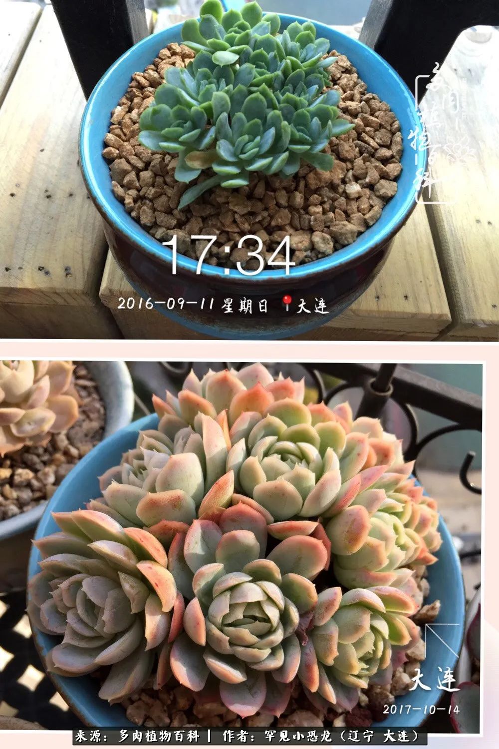 颗粒土除了种多肉还可以种什么,想养动物该怎么养