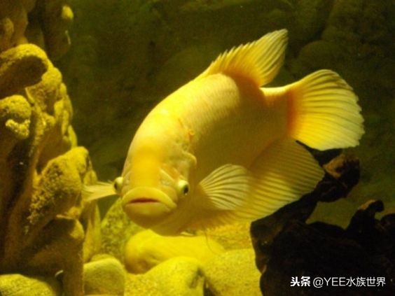 大缸养几条鱼最合适,一个缸养几条鱼最好