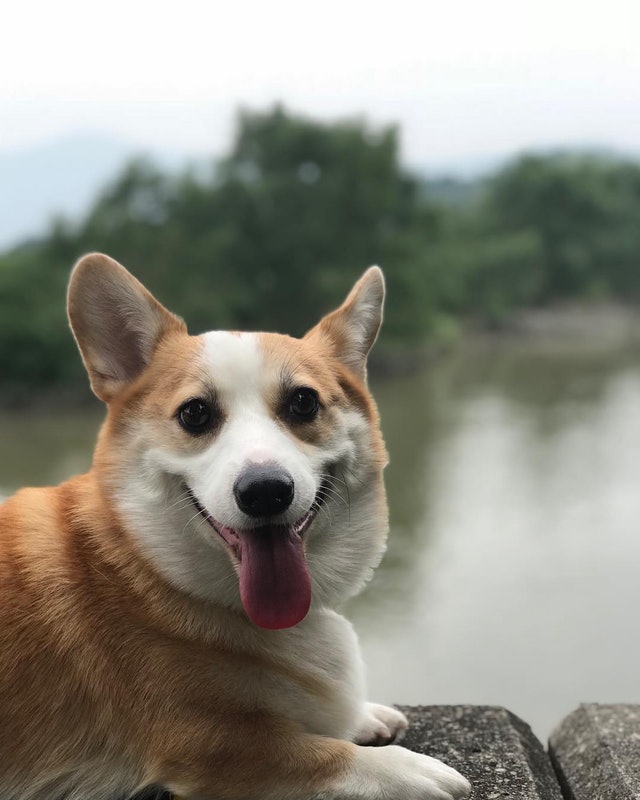 小短腿柯基走路的样子,短腿柯基王主人