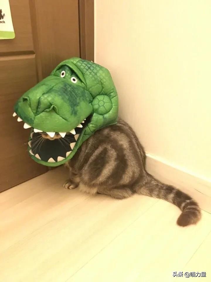 猫咪走丢找回来猫咪的心理,猫咪出走去找公猫还会回来吗