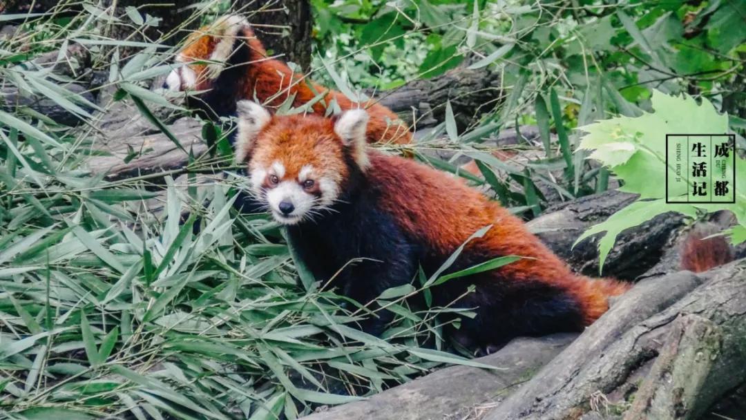 1h刹拢！想看大熊猫就去这3个地方，人少像包场，散养小熊猫