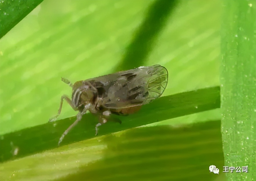 夏播玉米虫害图片大全,玉米虫害图谱高清大图