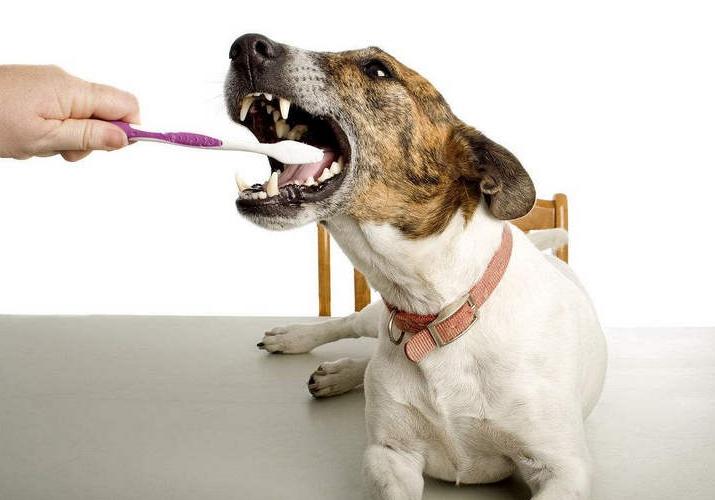 狗狗这些部位“最脏了”，只要清洁到位，身上就会香香的