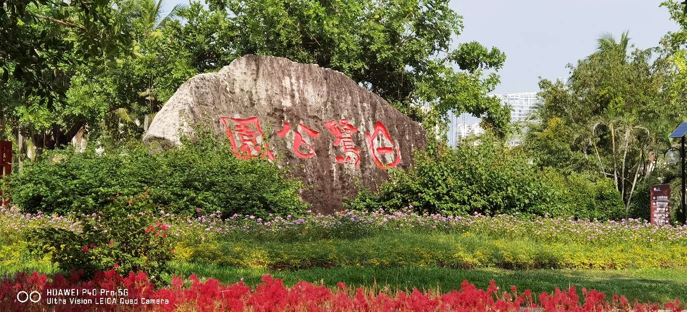 三亚地标性建筑美丽之冠大松树,三亚美丽之冠