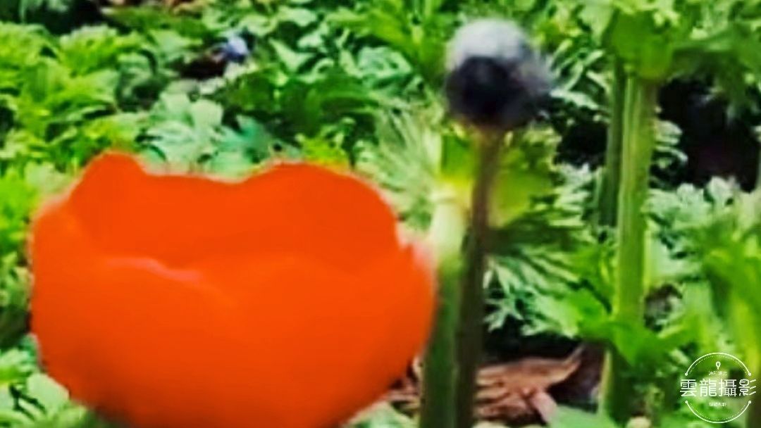 「五絕」平聲三十韻•春系列（18-37）首