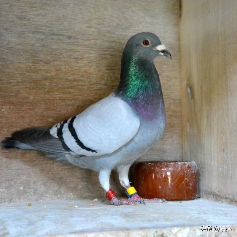 不死必归音乐,不死必归赛鸽