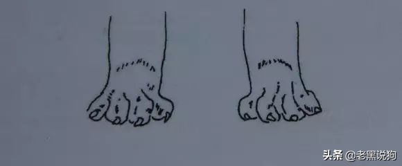 蓝法斗长大后毛色变化,国际认可纯种法斗毛色