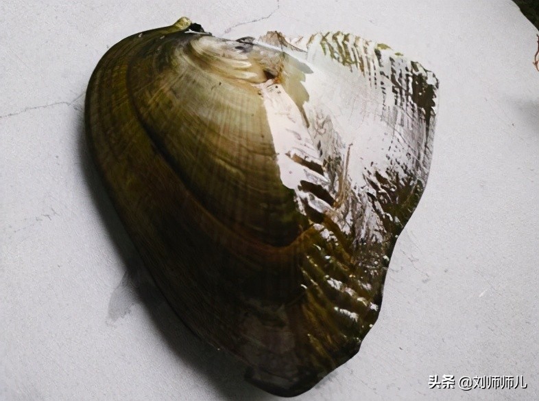 淡水珍珠怎么保养更亮,淡水珍珠真假辨别方法