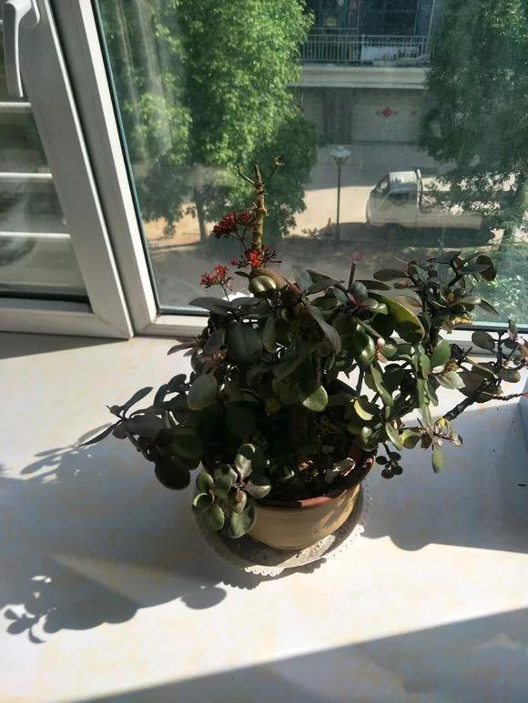 买了老桩绣球怎么办,老桩一般要养多久才会开花