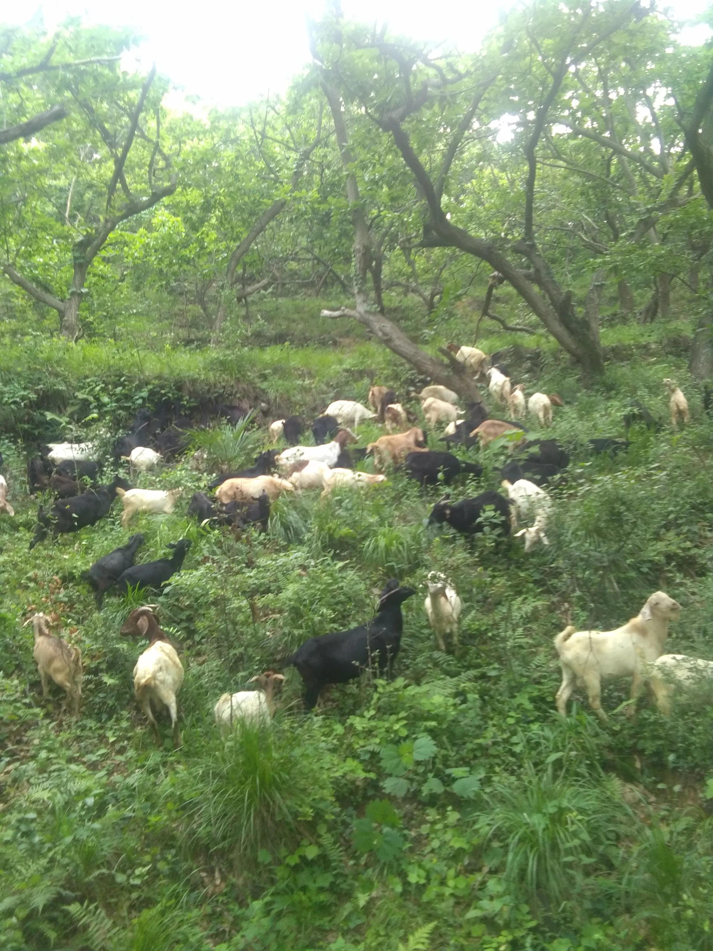 山羊挑选繁育母羊,回家养羊