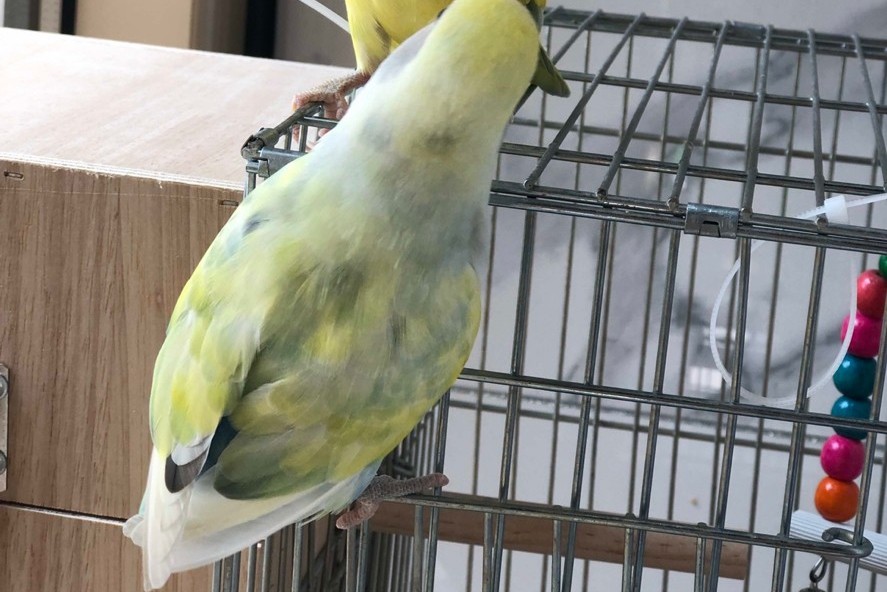 普兰牡丹鹦鹉是头类还是面类,面类牡丹和头面牡丹鹦鹉如何区分