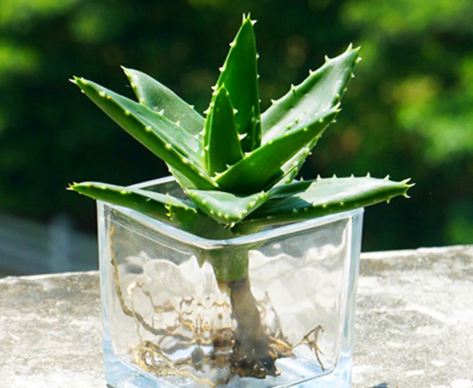 芦荟能带来好运吗,芦荟真的可以美容养颜吗