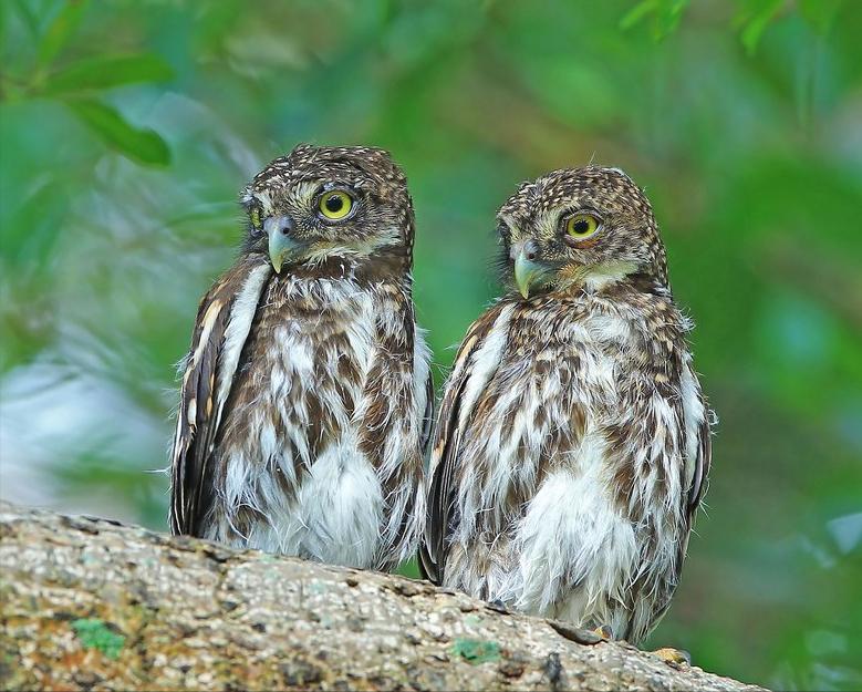 东江揽胜,惠州淡水常见鸟类图谱