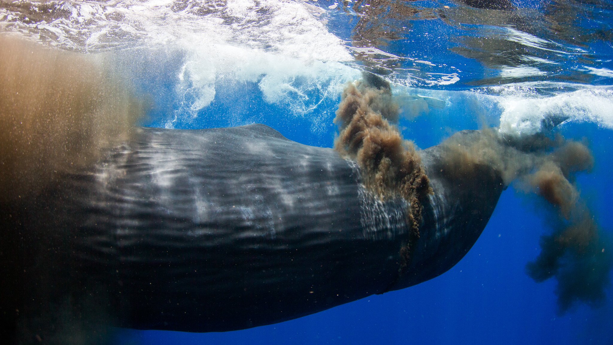 海狸尾巴与乌龟汤,海狸尾巴汤