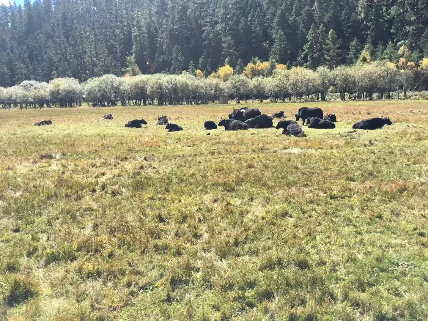 香格里拉游记完整版,香格里拉游记感受短文