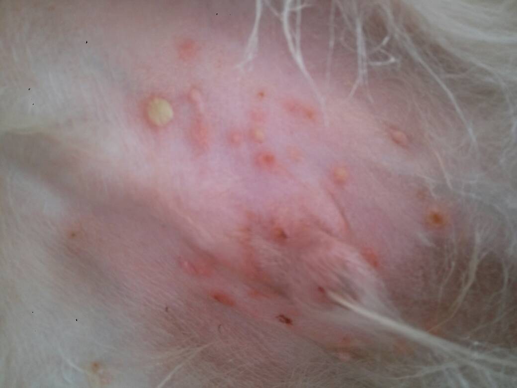 我家狗狗长“痘痘“了？你的一时疏忽可能让狗狗瘙痒难忍