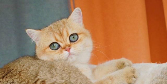 英国短毛猫的种类特别多,哪种是你的心头爱?最爱橘色“金胖子”