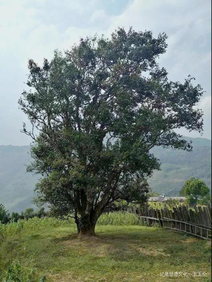 王者风范茶叶价格,龙润普洱生茶顶级老茶饼