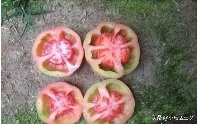 番茄空心有棱是怎么回事,番茄茎杆空心怎么回事