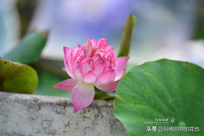 种碗莲要注意的几点,碗莲需要重复种植吗