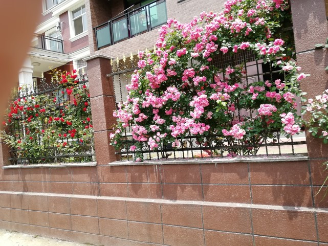 藤本月季冬季修剪方法,藤本月季怎么修剪图解大全