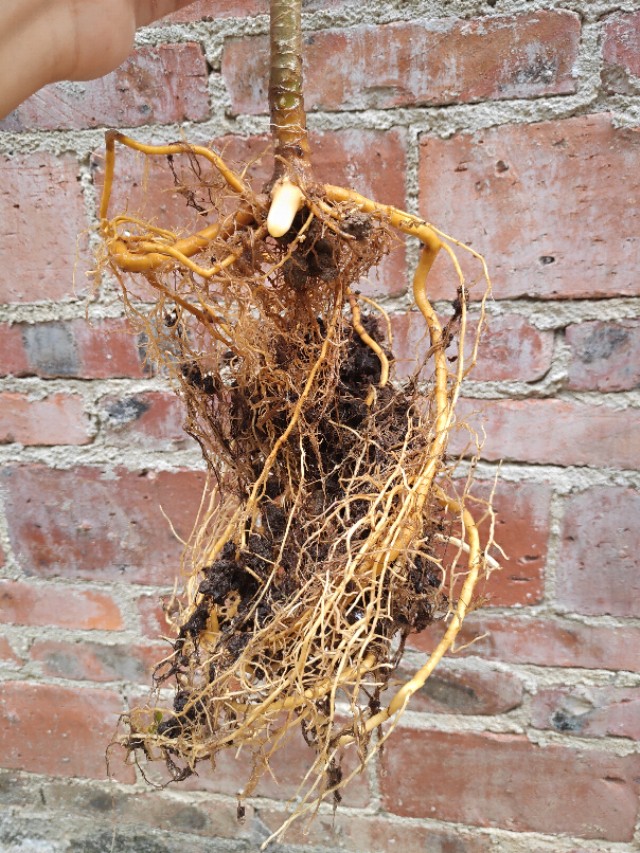 盆栽桔子树有蚂蚁怎么办,桂花盆栽里面很多蚂蚁怎么办