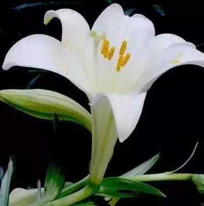 100种花的花语以及送花礼仪分享,100种花的名字和图片带花语