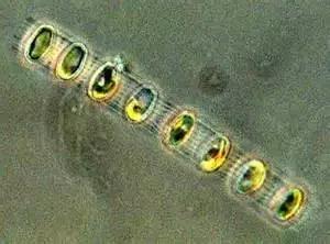 水产养殖业藻类的生命周期,水产养殖常见藻类植物