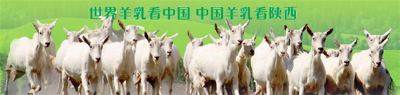 羊奶比牛奶适合老年人的原因,牛奶羊奶中老年人哪个是首选