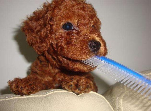 泰迪挑衅恶犬后果是什么,泰迪报复主人的5个表现