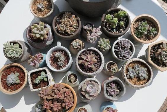 蓝石莲烂根后怎么处理,蓝石莲怎么养才能爆盆