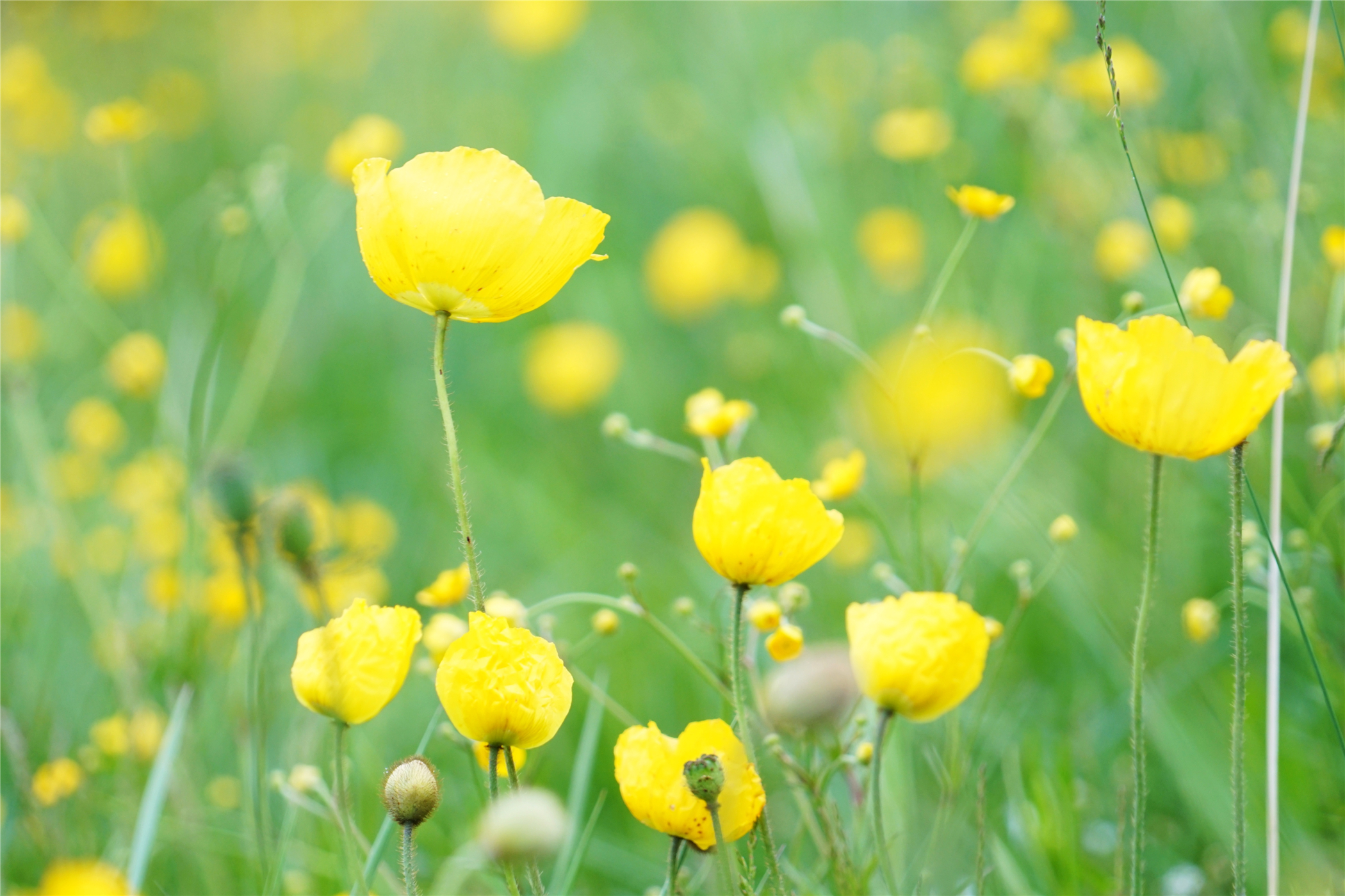 北京自驾避暑旅游攻略,2天一夜避暑胜地自驾游大盘点