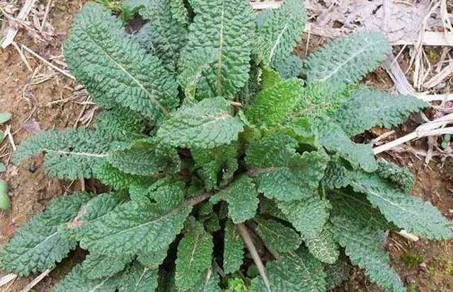 105种野草图片大全,105种野草的图片功效与作用