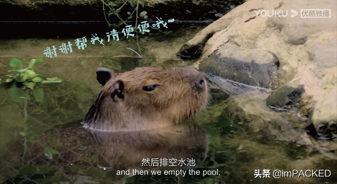 RobGreenfield的#不花钱旅行#玄学