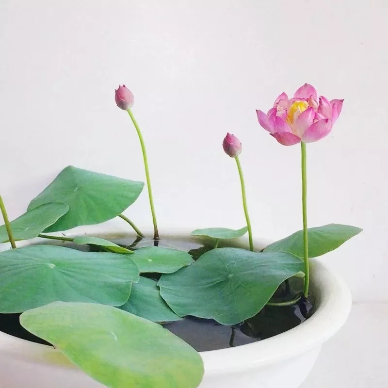 碗莲烂叶子的问题,碗莲出现黄叶和枯萎怎么办