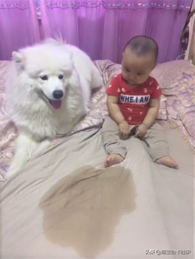 萨摩耶一天尿特别多,萨摩耶幼犬老尿在自己的窝里