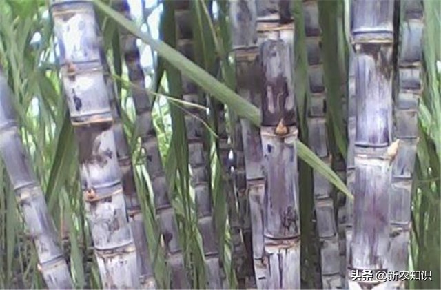 甘蔗种植技术及管理方法,2.5米行距甘蔗种植产量如何