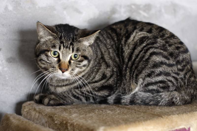 中华田园猫古代名称图鉴,古代人怎么挑选猫