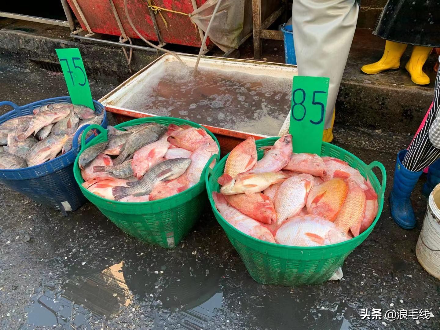 椰子5块钱7块钱,清迈榴莲价格