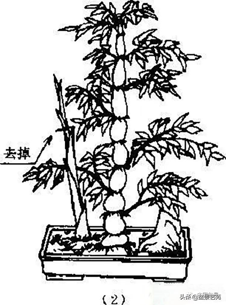 金银花盆景的修剪方法,盆景的修剪知识与技法