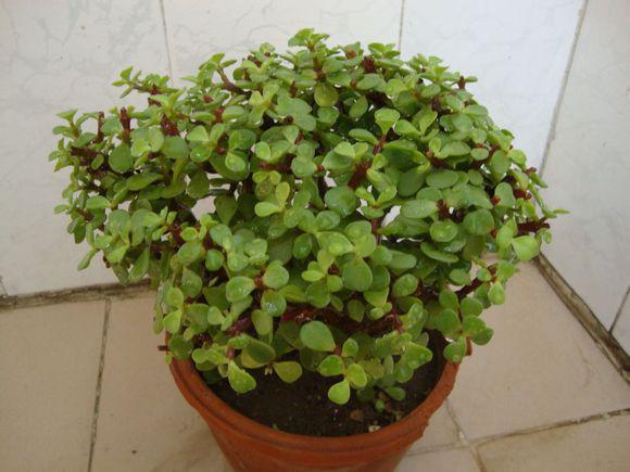 适合客厅养的招财植物,客厅绿植风水吉祥好养招财的植物