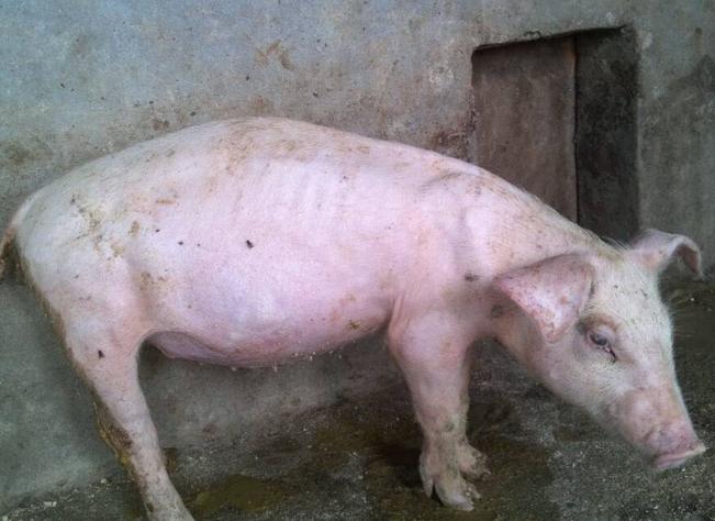 猪胀肚子是什么原因,猪胀肚怎么办