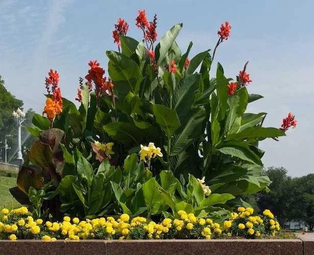 适合室内不怕晒的植物,适合潮湿环境养的植物