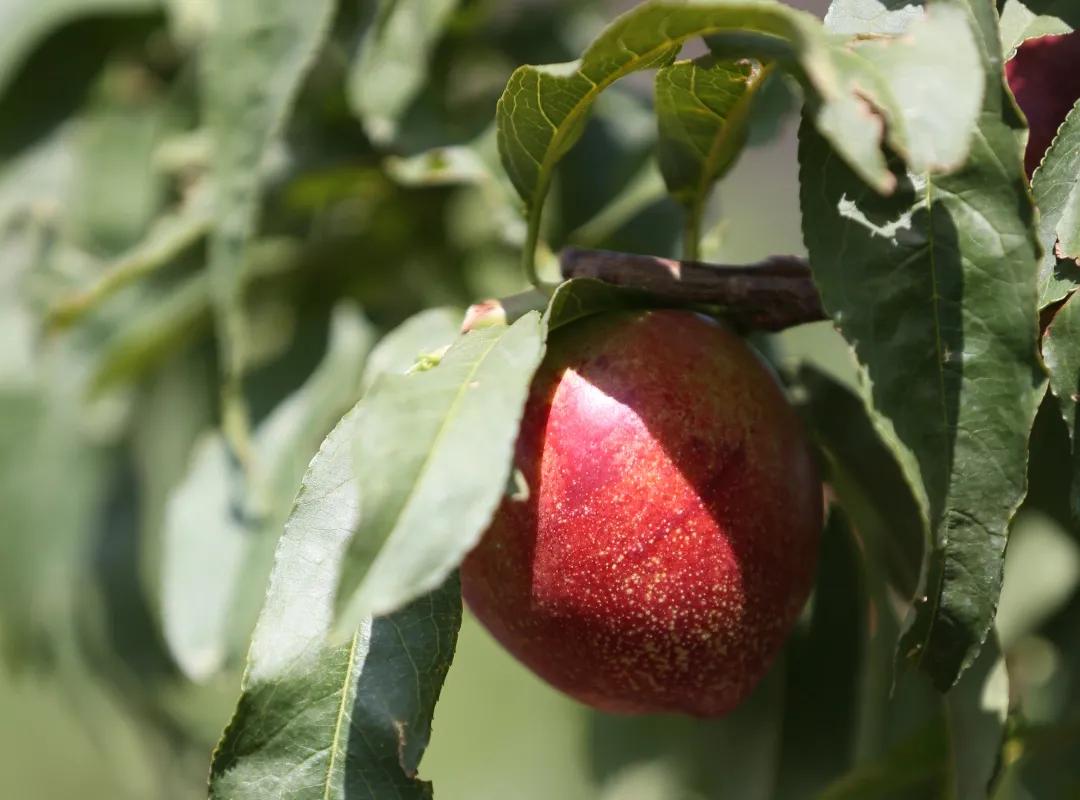 红红油桃挂枝头,这个五月“桃”你欢心