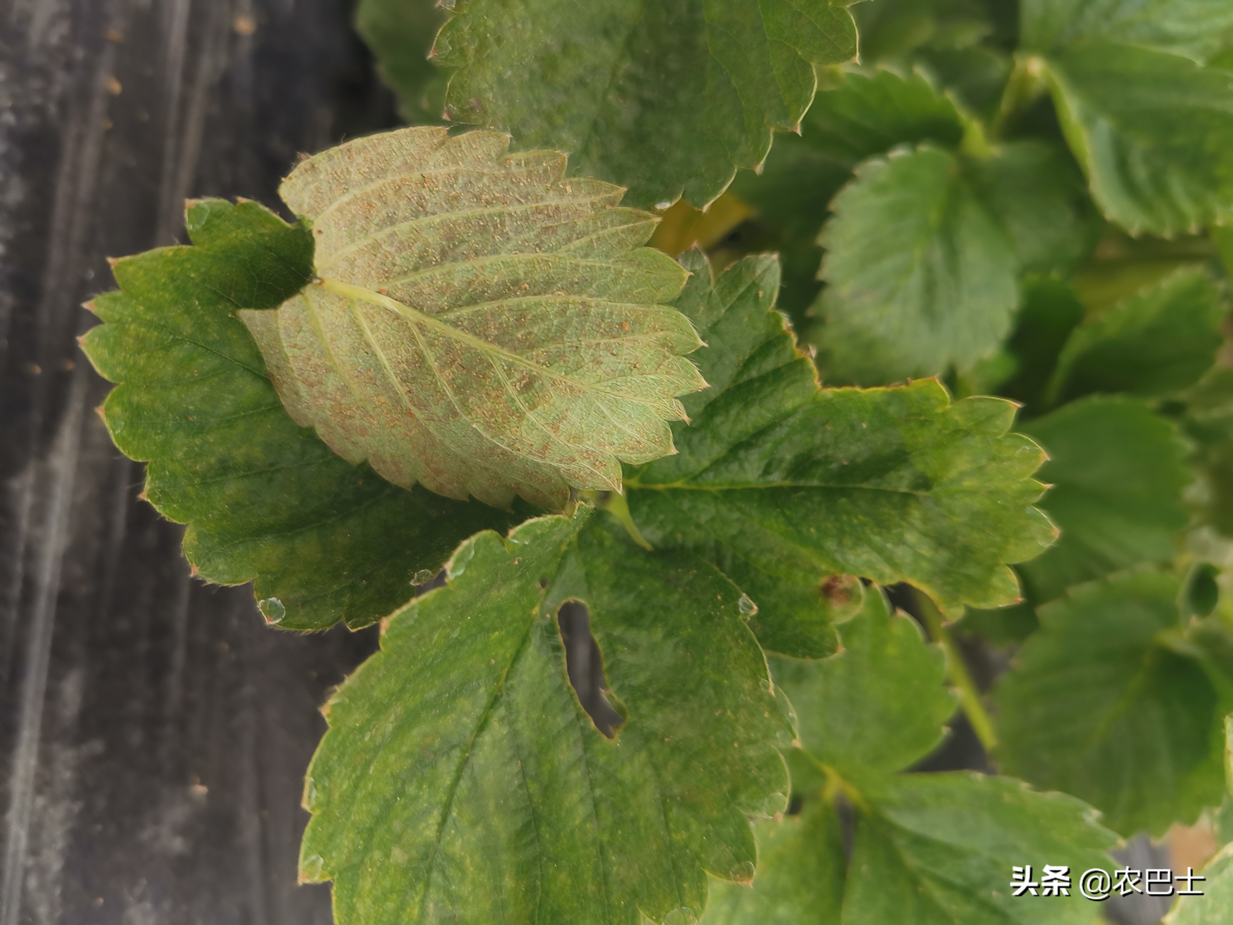 螨害红蜘蛛,二斑叶螨对草莓有什么危害