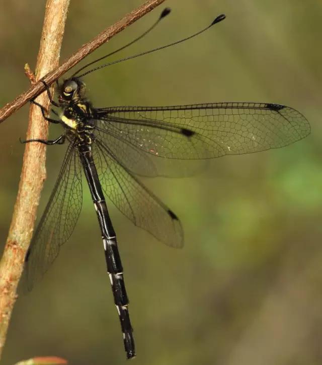 海南海里的特产动物,海南特有的珍稀动物