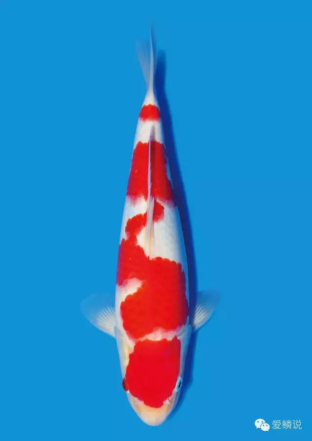 锦鲤得小瓜虫治愈后还会得吗,锦鲤得了小瓜虫病怎么治疗