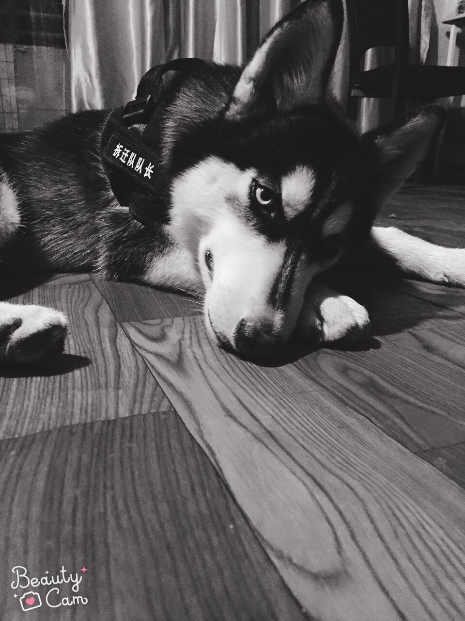 怎么从狗狗的便便知道狗粮的情况,怎么从狗狗便便分辨出喂食多少