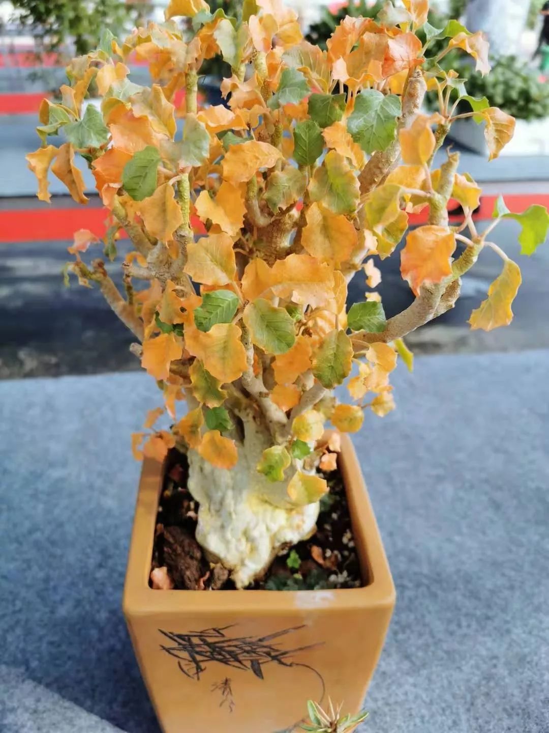 2023多肉展会直播,2023上海多肉植物展